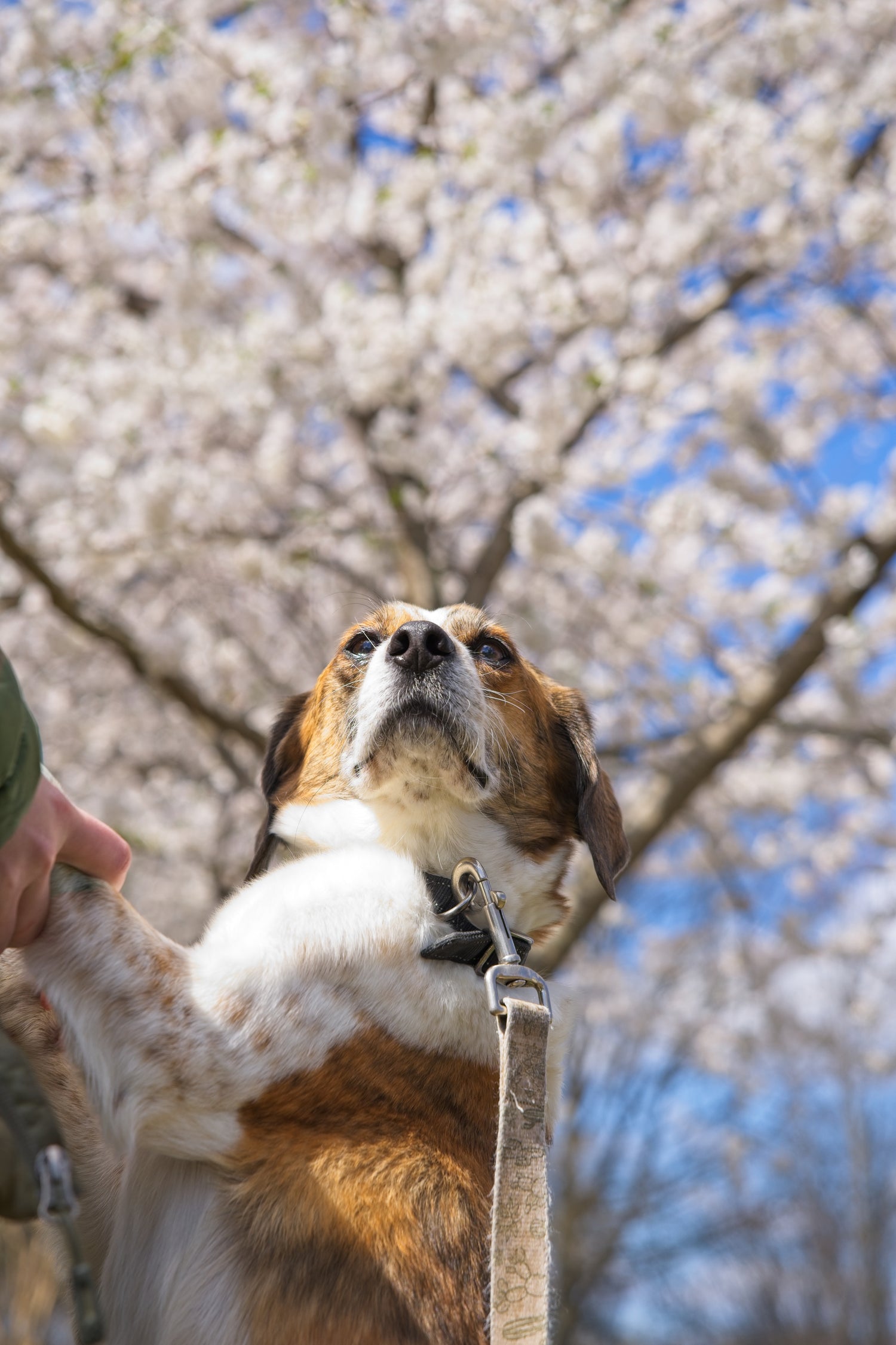 Milo the beagle mix standing proudly in front of cherry blossom trees